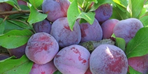 Šljiva u sibiru: sadnja i njega