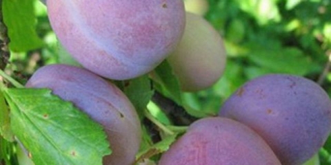 Šljiva volga ljepotica