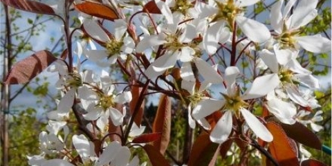 Rana šljiva iza rijeke: opis sorte, fotografije, recenzije