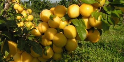 Šljiva žuta samooplodna