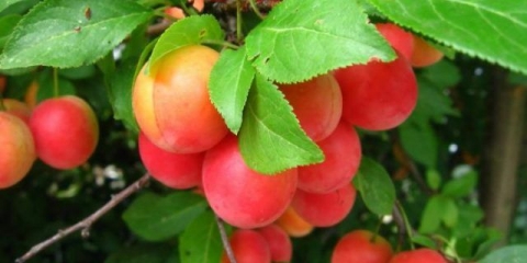 Hibrid trešnje šljive