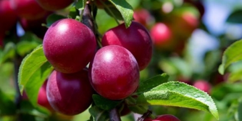 Hibrid trešnje šljive