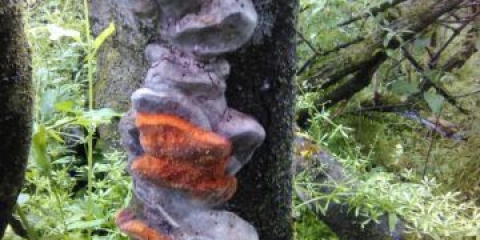 Lažna šljiva (fellinus tuberculate): fotografija i opis