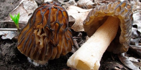 Morel polu-besplatan: opis i fotografija