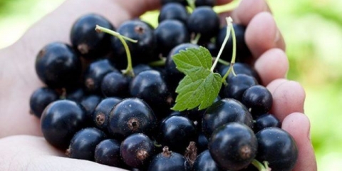 Ribizla crna, bijela, crvena, ružičasta: najbolje sorte za predgrađe