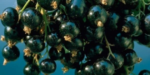 Grožđe crne ribizle - opis sorte i recenzije