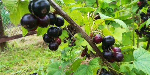 Crna ribizla litvinovskaya: karakteristike, sadnja i njega