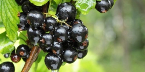 Oryolska serenada crne ribizle: recenzije, sadnja i njega