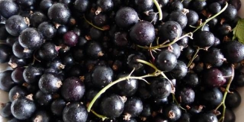 Crna ribizla selechenskaya, selechenskaya 2