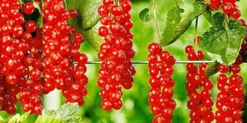 Ribizalni dar orla: opis, sadnja i njega