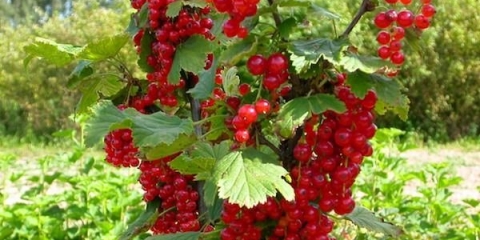 Ribizla holandsko crvena, ružičasta: opis sorti, sadnja i njega, uzgoj