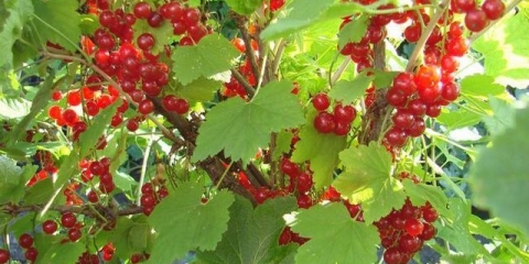 Holandska ružičasta ribizla