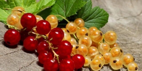 Carska ribizla: opis, sadnja i njega