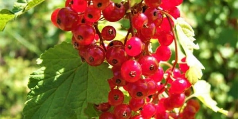 Ribizle yonker van tets (jonker) - crvena, opis sorte i recenzije