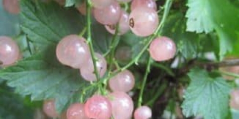 Crvena ribizla - holandsko ružičasta, opis sorte i recenzije