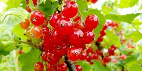 Ribizla crvena rano slatka