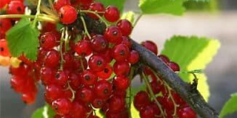 Slatka rana ribizla - opis crvene sorte