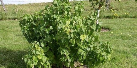 Ribizla selechenskaya