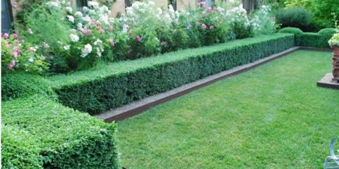 Ribizla u pejzažnom dizajnu: fotografija, sadnja i njega