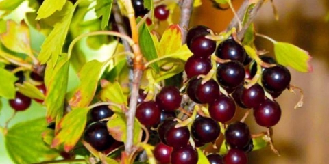 Zlatna ribizla: fotografija i opis, sadnja i njega, recenzije