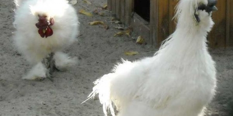 Čuvanje i uzgoj kineskih svilenih pilića