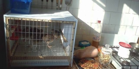 Držanje i uzgoj prepelica kod kuće