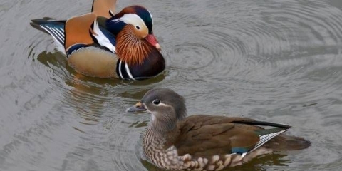 Čuvanje i uzgoj pataka kod kuće