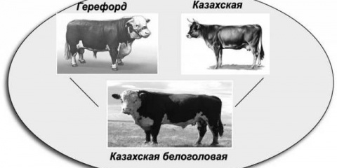 Sadržaj kazahstanskih beloglavih krava