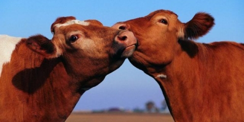 Sadržaj goveda u stočarstvu