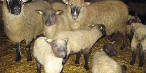 Čuvanje ovaca kod kuće za početnike