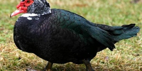 Čuvanje, uzgoj i njega mošusnih pataka