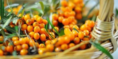 Sok od morske krkavine: 9 recepata za zimnicu