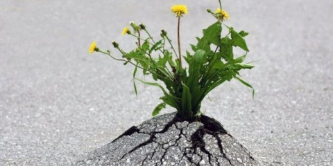 Sok od maslačka: korisna svojstva i kontraindikacije