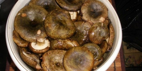 Slane crne gljive: recepti za vruće kiseljenje
