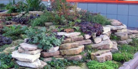 Sunčane trajnice za baštu