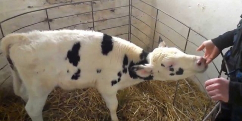 Snot u teletu: uzroci, liječenje