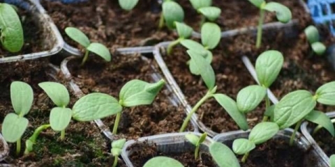 Raznolikost hlađenja od lubenice: fotografija i opis