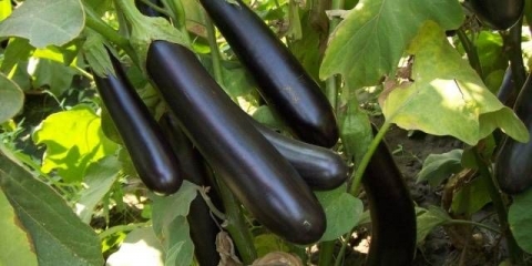 Sorta patlidžana aleksejevski