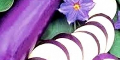 Patlidžan sorta banane