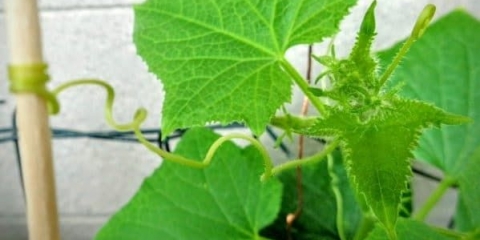 Raznolikost dugih krastavaca - kako se zove salata, veliki, glatki i tanki