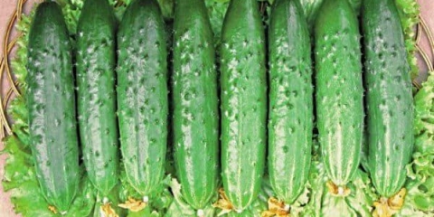 Zozulya krastavci - vremenski testirani hibrid visokog prinosa