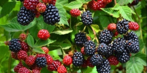 Sorta kupine asterina (asterina): opis, karakteristike, fotografija