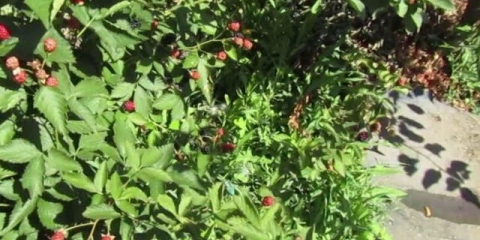 Sorta kupine auchita (washito, washto, ouachita): opis, fotografija, recenzije