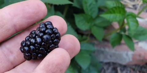 Crni džem (crni dragulj): opis, karakteristike, fotografija
