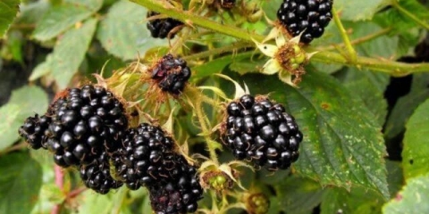 Sorta kupine (darrow): opis, karakteristike, fotografije, recenzije