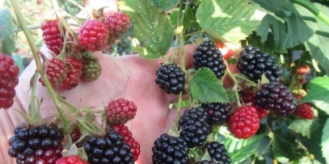 Doyleova sorta kupine: opis, karakteristike, fotografije, recenzije