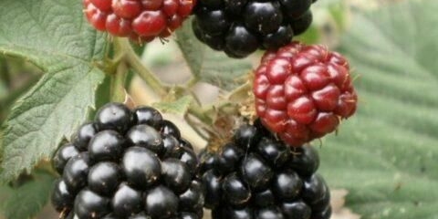 Sorta kupine gay: opis, karakteristike, fotografije, recenzije