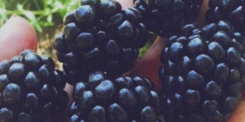 Sorta kupine ebanovine (ebanovina): opis, karakteristike, fotografija