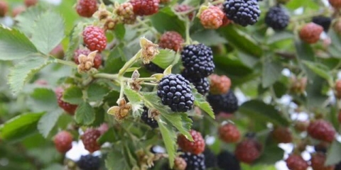 Sorta kupine osage (osage): opis, karakteristike, fotografija