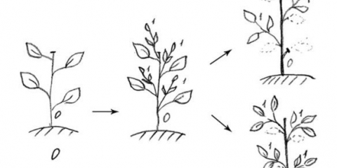 Sorta graška gloriosa: opis sa fotografijom